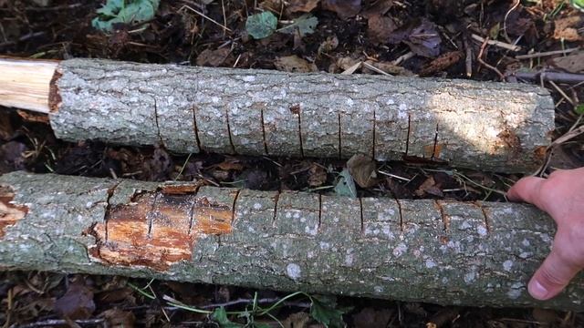 Поход в лес,НОВЫЙ ГАМАК,костер ПЛИТА. смотреть онлайн