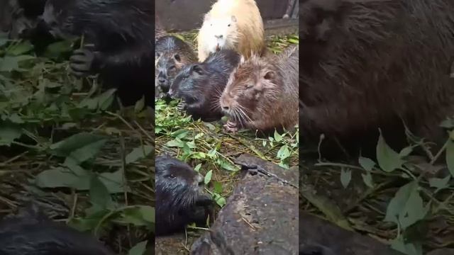 ?вы когда то видели НУТРИИ? #нутрии #нутрия #нутриеводство #nutria #coypu #животные #деревня#tiktok смотреть онлайн