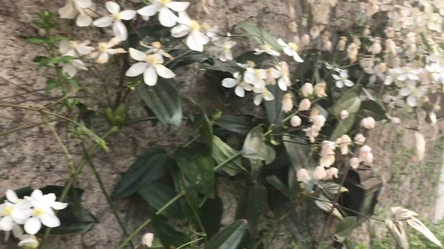 Clématite 'Clematis Armandii Apple Blossom' Immeresion Florale Et Vanillée