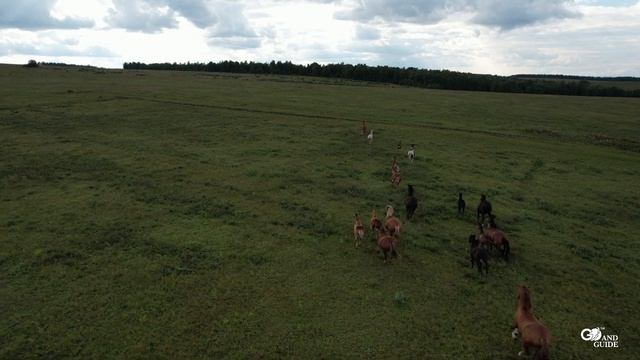 Захватывающий вид лошадей, бегущих по полю в отдаленной сибирской деревне смотреть онлайн