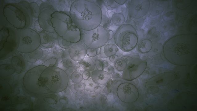 AK_A004_C012_SDR_20191217_SDR_2K_AVC