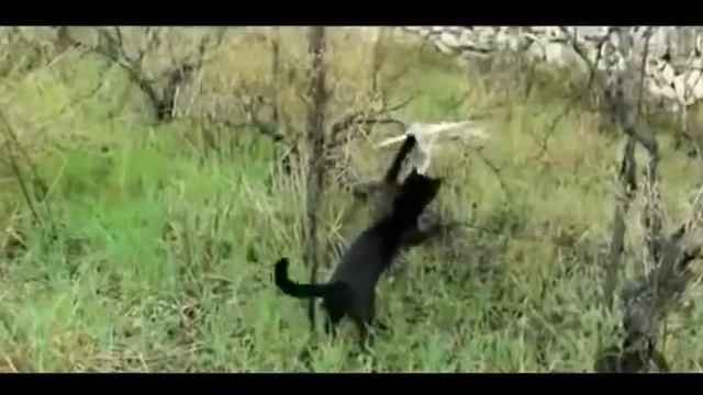 Закадычные друзья Кот и Сова  Unbelievable Friendship Cat And Owl