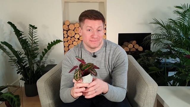 Calathea Care And 9 Stunning Varieties - How Not To Kill Your Houseplants смотреть онлайн