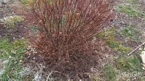 Весенняя обрезка японской спиреи/Формирование куста/