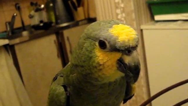 попугай венесуэльский амазон Гриша - 3 смотреть онлайн
