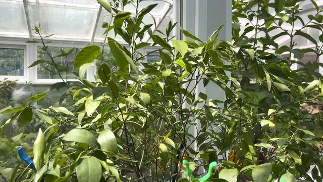 Мандарин , просто Mandarino, но ничем не хуже других ?.