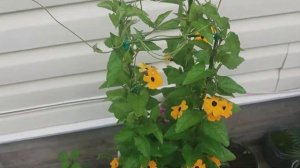 О тунбергии