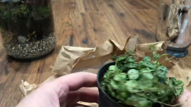 Peperomia Prostrata aka String of Turtles | Best Terrarium Plant смотреть онлайн