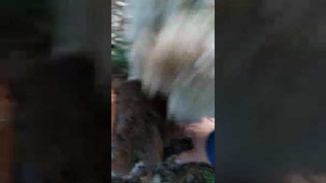 Cucciolo di Lagotto in cerca di Tuber Aestivum ( Scorzone) смотреть онлайн