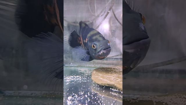 астронотус (astronotus) смотреть онлайн