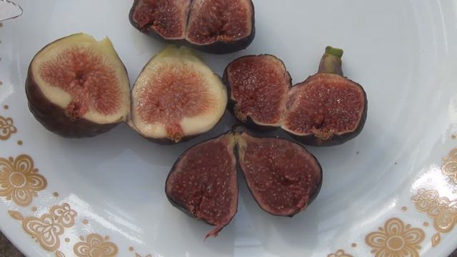 Violet de Bordeaux and Zingarella Figs смотреть онлайн