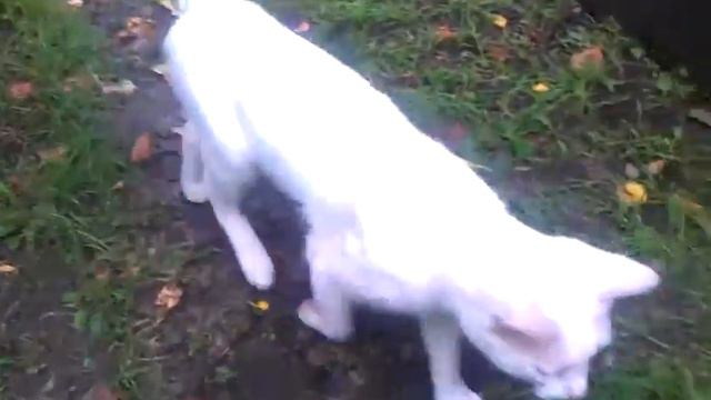 Летний сад после дождя Video By[Marsel]