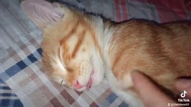 почему они спят с высунутым языком ?? смотреть онлайн