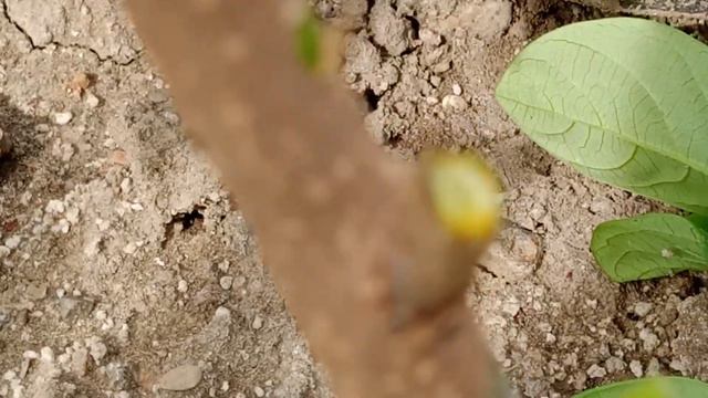 Літнє щеплення хурми без пробудження!!! смотреть онлайн