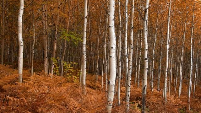 ?Берёзы?Деревья?Природа? смотреть онлайн