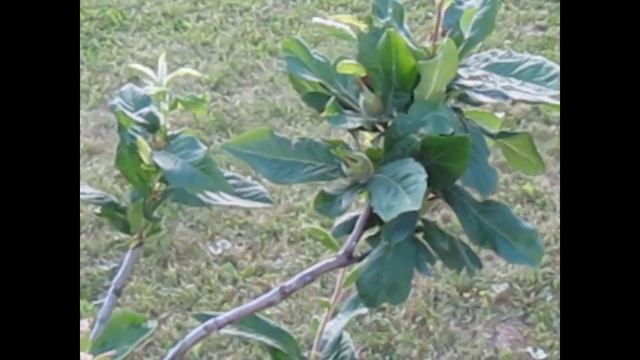 Завязалась мушмула в Подмосковье смотреть онлайн