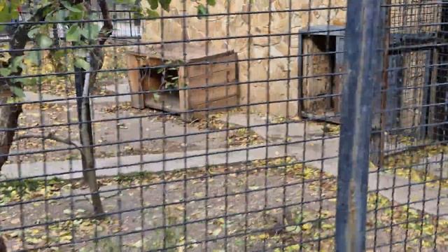 Красивые соседи: пума, леопарды и ягуары! Тайган смотреть онлайн