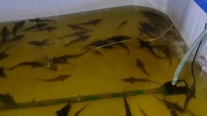 Выращивание осетра Подмена воды