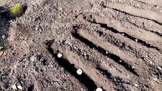 Китайский Чеснок Сажаю под ЗИМУ. 7.10.2021г. смотреть онлайн