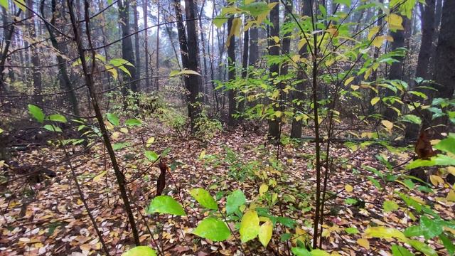 Осенний лес. Звук дождя. Autumn forest. Sound of rain, relaxation смотреть онлайн