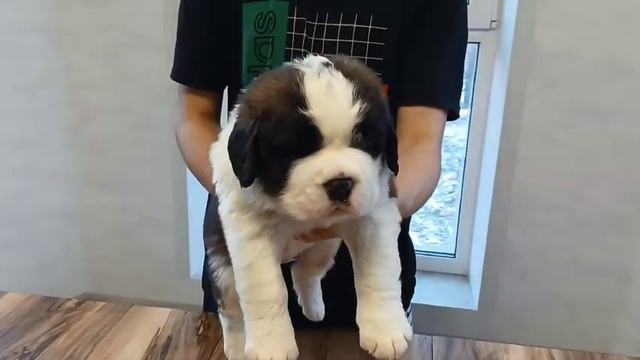 Кобель фиолетовая лента (24 дня) Щенки сенбернара +79171154106 Male (24 days old) purple ribbon смотреть онлайн