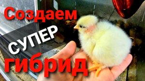 Выводим своего "Цветного бройлера" и "Доминанта" с цветным яйцом. Выводим Марана. Кого скрестить?