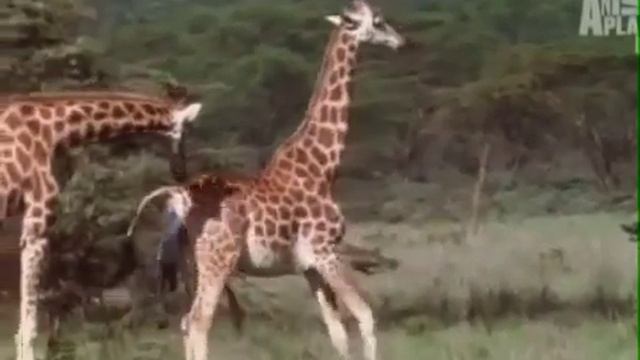 Animal Reproduction Giraffe Birth