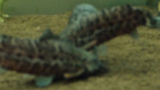 Домашний аквариум кормление аквариумных рыб Скалярии, Гурами мраморный, Сомы, Попугаи смотреть онлайн