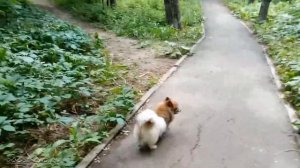 Самая страшная в мире собака гуляет без намордника и поводка. Прячьтесь и разбегайтесь!