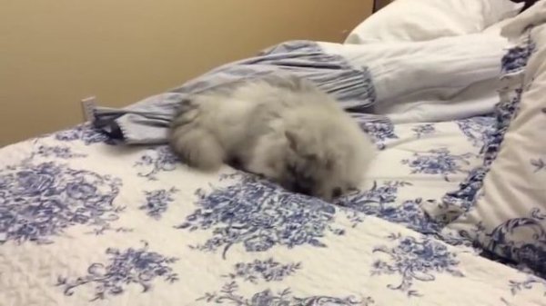 Chinchilla Silver persian Cats 101