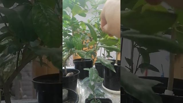 Нужна формировка лимону Мейера.