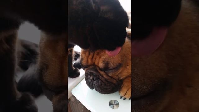 Французкий бульдог и его женщина любимая смотреть онлайн