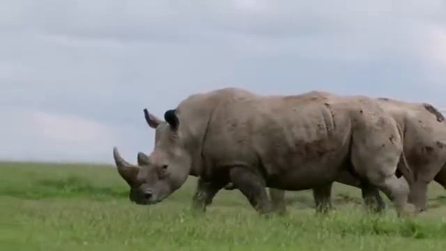 10 самый большое животные в мире смотреть онлайн