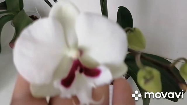 Красавица Стюартиана, Пуаро.... смотреть онлайн