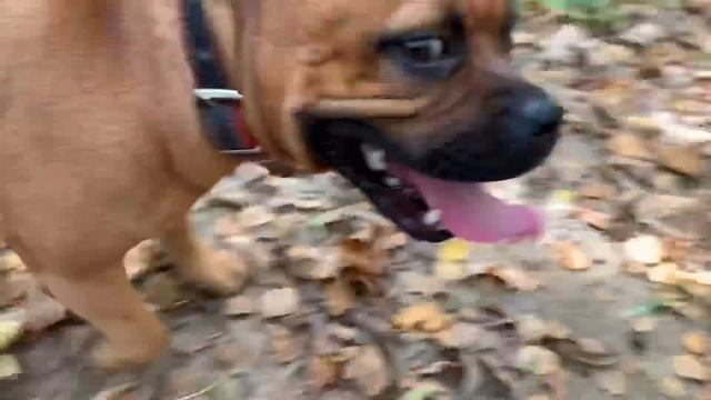 Стаффордширский бультерьер Лея. Прогулка в лесу ? смотреть онлайн