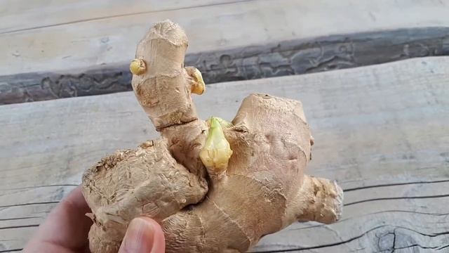 Имбирь, как вырастить. смотреть онлайн