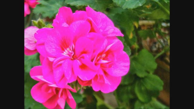 Gerânio - Pelargonium graveolens смотреть онлайн