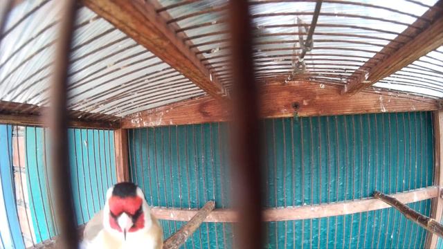 Черноголовый Щегол. Песня щегла. Goldfinch. Chardonneret.№3 Canto Cardellino