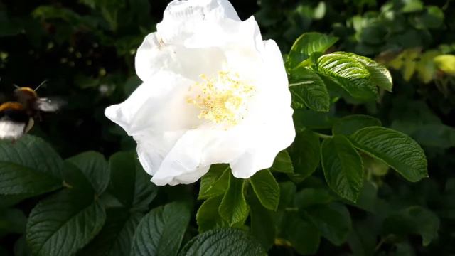 Шиповник белый и маленький шмель. Часть 1. Дзен. смотреть онлайн