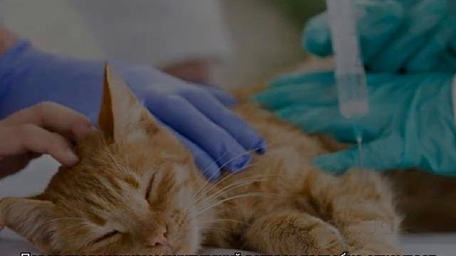 Усыпить кошку: варианты в домашних условиях и без ветеринара смотреть онлайн