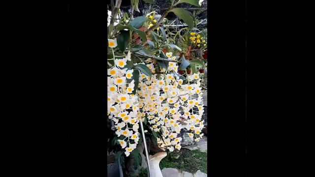Dendrobium Farmeri смотреть онлайн