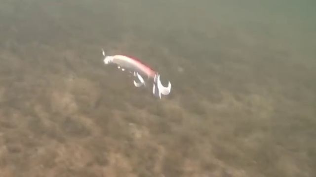 TOP WATER MINNOW смотреть онлайн