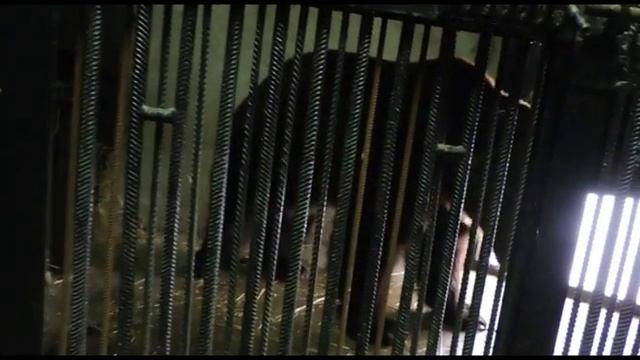 Медведи из Ярославского зоопарка впали в спячку смотреть онлайн