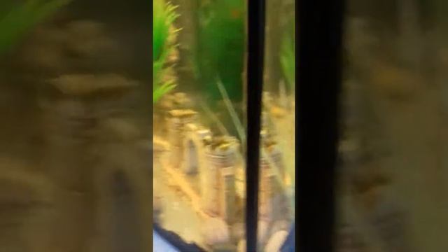 У меня новый питомец?!Как ухаживать за рыбкой петушком. смотреть онлайн