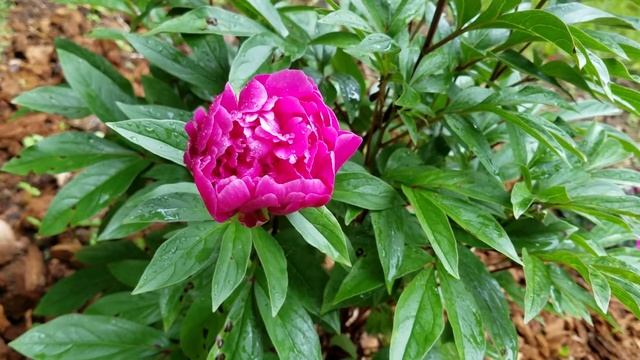 Peony Renato смотреть онлайн