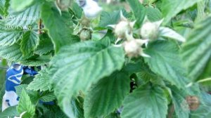 ПОДКОРМИ МАЛИНУ ЭТИМ ВЕСНОЙ. И УЖЕ ТОЧНО, УРОЖАЙ БУДЕШЬ СОБИРАТЬ ЯЩИКАМИ.ОТ ХЛОРОЗА И ЗАБОЛЕВАНИЙ.