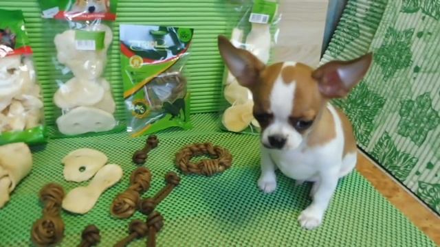 ЗУБНОЙ КАМЕНЬ У СОБАК , СМЕНА ЗУБОВ У ЧИХУА #ПРОДАЮЩЕНКОВЧИХУА#( ПИТОМНИК "МАРИ МИСТИК" ) смотреть онлайн