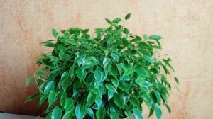 Фикус Бенджамина весенняя обрезка прищипка точки роста