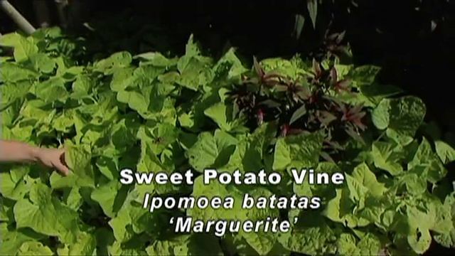 Colorful Foliage смотреть онлайн