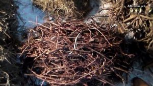 Марена красильная. Корень. Лечение.